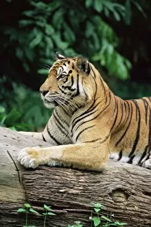 Seated Gallery: Sumatran tiger