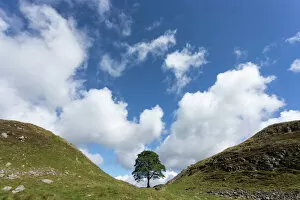 Rural Collection: Sycamore gap, Hadrians Wall, UNESCO World Heritage Site, Northumberland, England