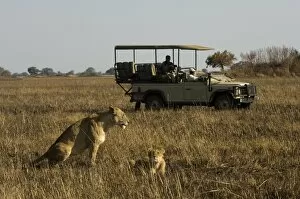 Jointly Gallery: Tourist taking pictures of lioness and cub, Busanga Plains, Kafue National Park
