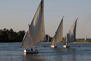 Egypt Collection: Traditional felucca sailing boats on the River Nile near Luxor, Egypt, North Africa, Africa