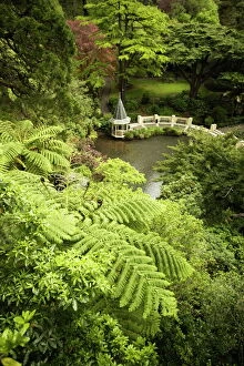 Railing Collection: Tree ferns and Duck Pond, Wellington Botanic Garden, Wellington, North Island