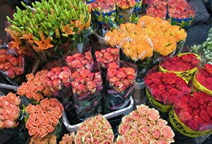 Vibrant Gallery: Tulips for sale in the Bloemenmarkt (flower market), Amsterdam, Netherlands, Europe