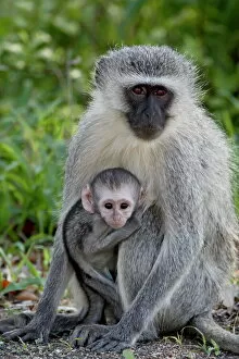 Seated Gallery: Vervet monkey (Chlorocebus aethiops) mother and infant, Kruger National Park