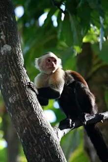 Seated Gallery: White faced Capuchin monkey, Montezuma, Nicoya Peninsula, Costa Rica, Central America