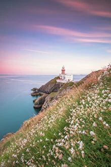 Wildflower Collection: Wild flowers with Baily Lighthouse in the background, Howth, County Dublin, Republic of Ireland
