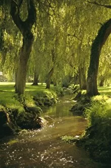 Summer Time Collection: Willow trees by forest stream, New Forest, Hampshire, England, UK, Europe