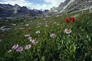 Wildflower Collection: Wind River Range, Wyoming, United States of America (U