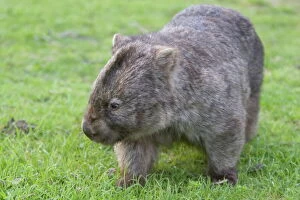 Full Body Gallery: Wombat (Vombatus ursinus), Wilsons Promontory National Park, Victoria, Australia, Pacific