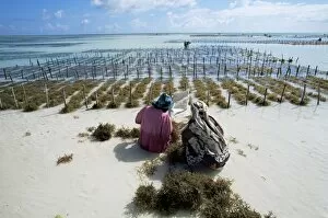 Seated Collection: Two women working in seaweed cultivation, Zanzibar, Tanzania, East Africa, Africa