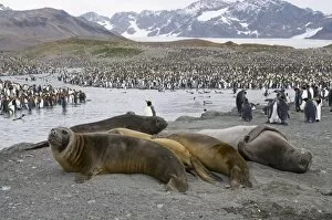 Jointly Gallery: Young elephant seals and king penguins, St. Andrews Bay, South Georgia, South Atlantic