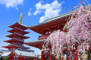 Pagoda Gallery: Hozomon, the inner gate, and the five storey pagoda with cherry blossom at the Senso-Ji