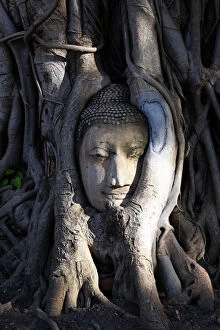 Temples Gallery: The stone head of Buddha statue in roots of a Bodhi tree, Wat Mahathat, Ayutthaya