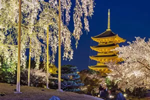 Pagoda Collection: Blooming cherry tree illuminated at night with pagoda of Toji Temple behind, Kyoto, Japan