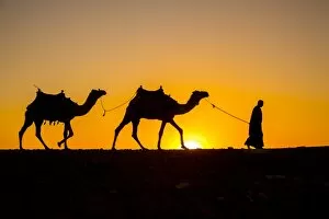 Egypt Collection: Camels in the desert near Giza, Cairo, Egypt