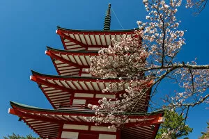 Pagoda Collection: Chureito pagoda with blooming cherry tree, Fujiyoshida, Yamanashi Prefecture, Japan