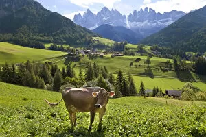 South Tyrol Collection: Cow in valley, Italy, near Bolzano, Val di Funes, St. Magdalena and Dolomites