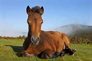 Dartmoor Pony foal resting on open moorland, Dartmoor, Devon, England. Autumn