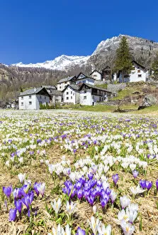 Tourist Attractions Gallery: Flowering of Crocus nivea in Bosco Gurin, Vallemaggia, Canton of Ticino, Switzerland