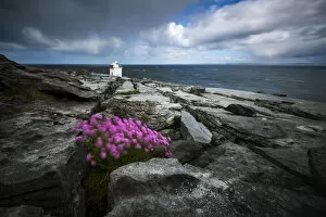 Flowers moved by the wind at Black head, Burren, Burren National Park, Clare, Ireland