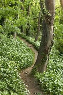 Footpath through woodland carpeted with Ramsons, Devon, England. Spring