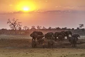 Animal Collection: Herd of elephants at sunset. Kalahari, Namibia