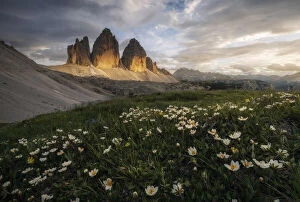 Tourist Attractions Collection: The iconic Tre Cime di Lavaredo and some wildflowers during a calm summer evening