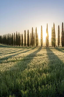 Farmstead Collection: Italy, Tuscany, Val d Orcia: the sun burnst behind the cypresses at Poggio Covili at