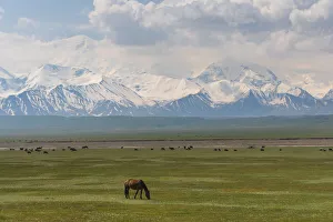 Landscape of valley near Sary Tash with wild horses and Pamir mountains in the background Landscape of valley near Sary Tash with wild horses and Pamir mountains in the background