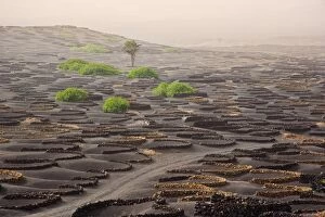 Life Style Collection: Lanzarote Island. Belongs to the Canary Islands and its formation is due to recent volcanic
