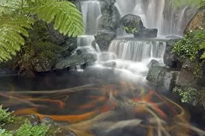 Taiwanese Collection: Longshan Temple waterfall with swimming Koi Fish
