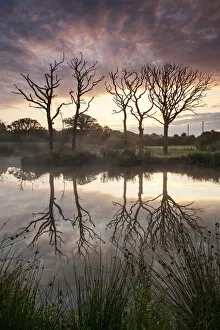 Magnificent sunrise behind dead trees and lake reflections, Morchard Road, Devon, England