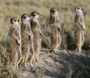 Animal Collection: A pack of meerkats on the edge of the Ntwetwe salt