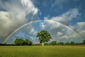 Lighthouse Collection: Rainbow over Oak Tree, Dorset, England