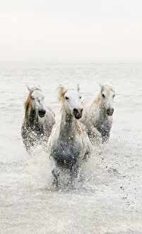 Animal Collection: White horses of Camargue running through the water, Camargue, France