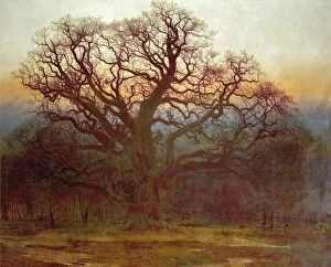 Tree Collection: Major Oak, Sherwood Forest, Nottinghamshire