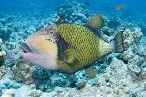 Egypt Collection: Titan Triggerfish (Balistoides viridescens) The largest of the triggerfish family