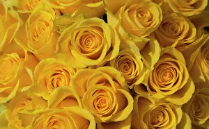 Vibrant Gallery: Rose, Rosa, Close up of a bunch of yellow coloured flowers