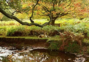 Animal Gallery: A deer rests by a river in Bradgate Park in Newtown Linford