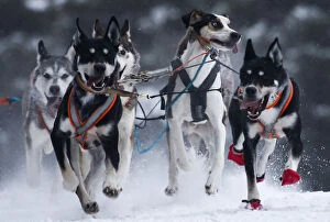 Dogs compete in a sled and skijoring race outside Yekaterinburg