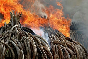 Flame Collection: Fire burns part of an estimated 105 tonnes of ivory and a tonne of rhino horn confiscated