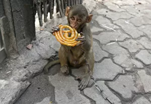 Indian Architecture Gallery: Musafir, a pet monkey, eats a Jalebi sweet on a pavement in Kolkata