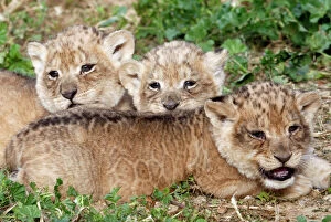 Animal Collection: One-month-old lion cubs lie together at the Ramat Gan Safari