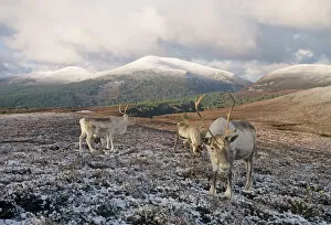 Animal Gallery: Reindeer on Cairngorm Scottish Highlands winter
