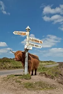 Moor Land Collection: Domestic Cattle, Highland Cattle, cow, standing beside direction signpost, Porlock Post Junction