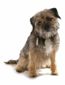 Cut Out Collection: Domestic Dog, Border Terrier, adult, sitting, with collar and identification tube