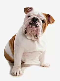 Cut Out Collection: Domestic Dog, Bulldog, adult, sitting
