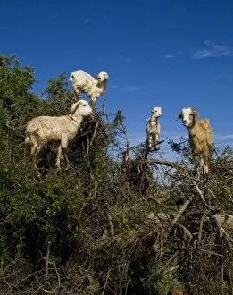 Eating Collection: Domestic Goat, flock, browsing in Argan (Argania spinosa) tree, near Essaouira, Morocco, february