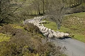 Moor Land Collection: Domestic Sheep, Exmoor Horn, flock, herding along moorland road, Exmoor, Somerset, England, april