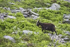Valley Of The Rocks Collection: Feral Goat (Capra hircus) adult, walking on scree slope in dry valley, Valley of the Rocks