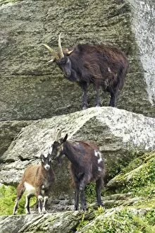 Valley Of The Rocks Collection: Feral Goat (Capra hircus) adults and young, standing on rocks in dry valley, Valley of the Rocks